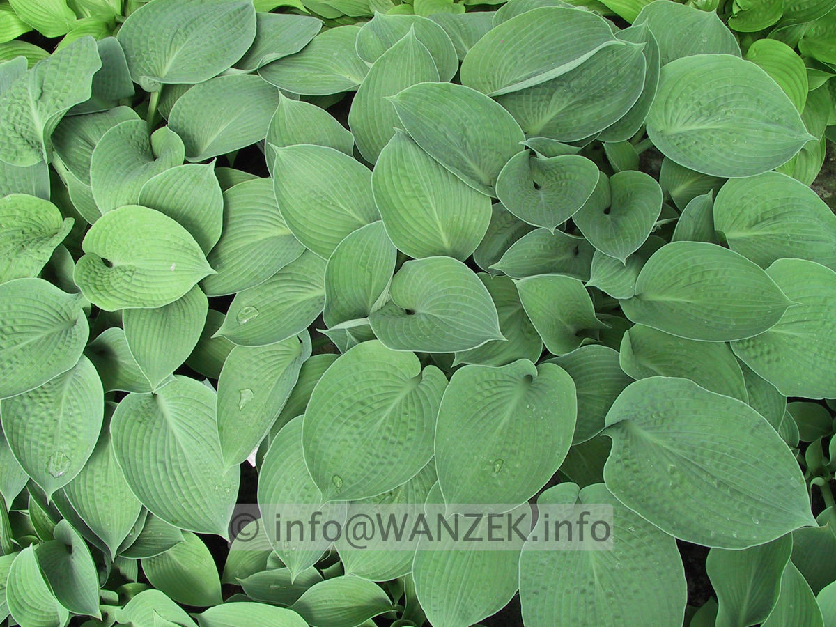 Hosta Hybride Perry's True Blue 07.JPG